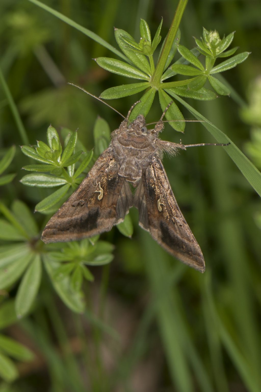 Noctuidae: Autographa gamma